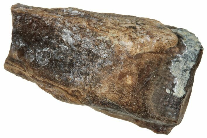 Fossil Dinosaur (Triceratops) Shed Tooth - Montana #324174